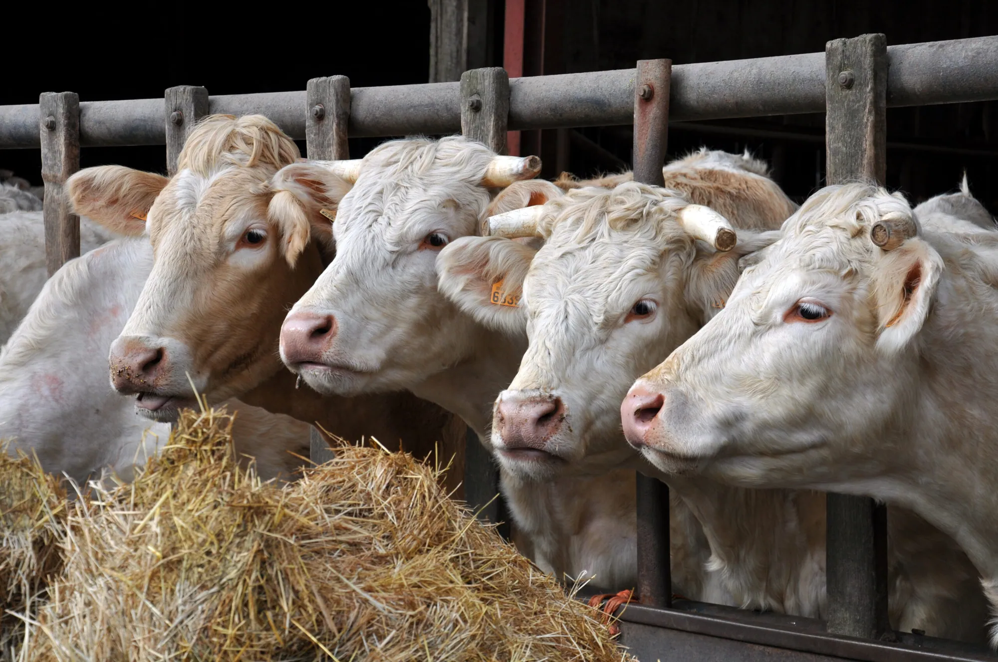 Immagine decorativa: bovini da carne