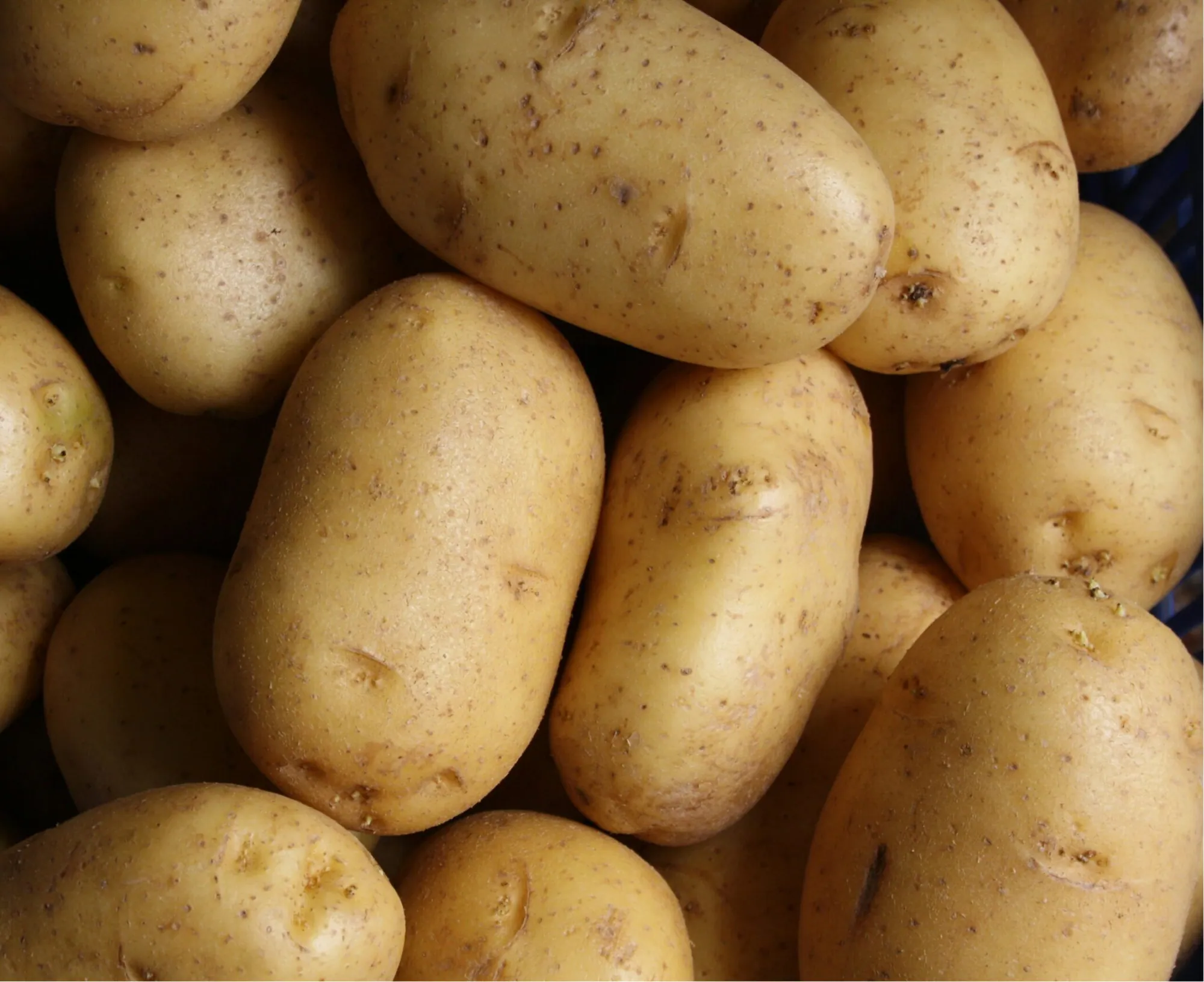 PATATE