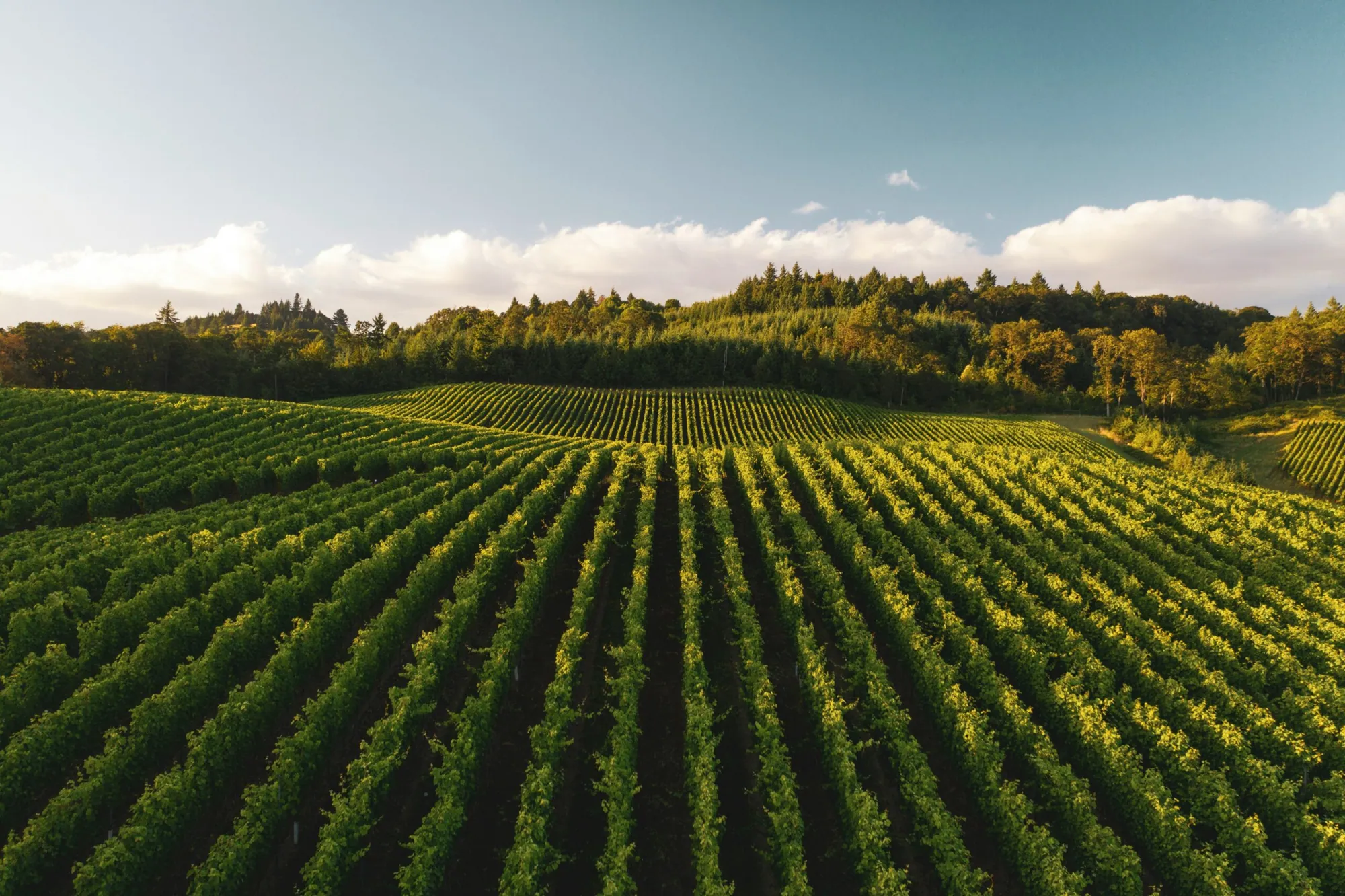 immagine decorativa con: vigneti