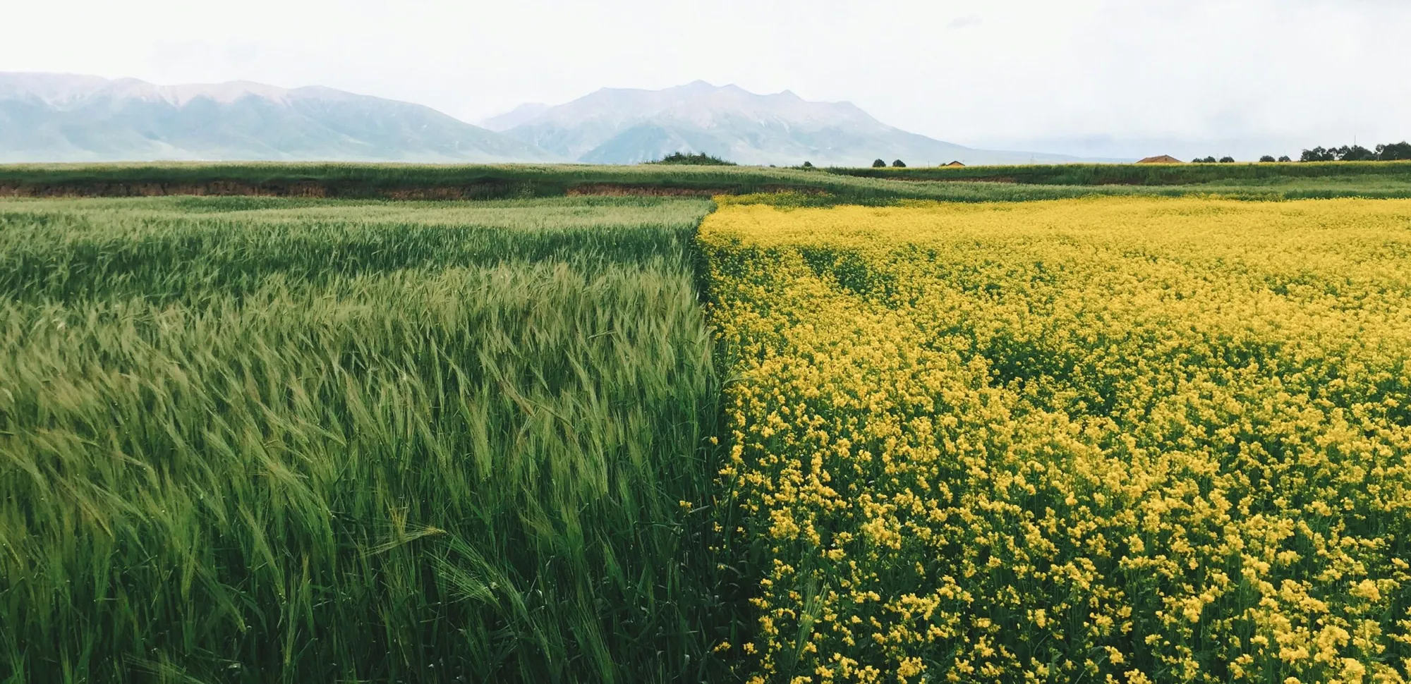 Immagine decorativa con: campo e campo di colza