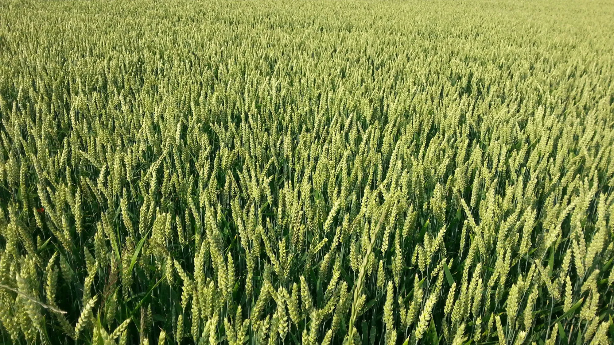 Immagine decorativa con: campo