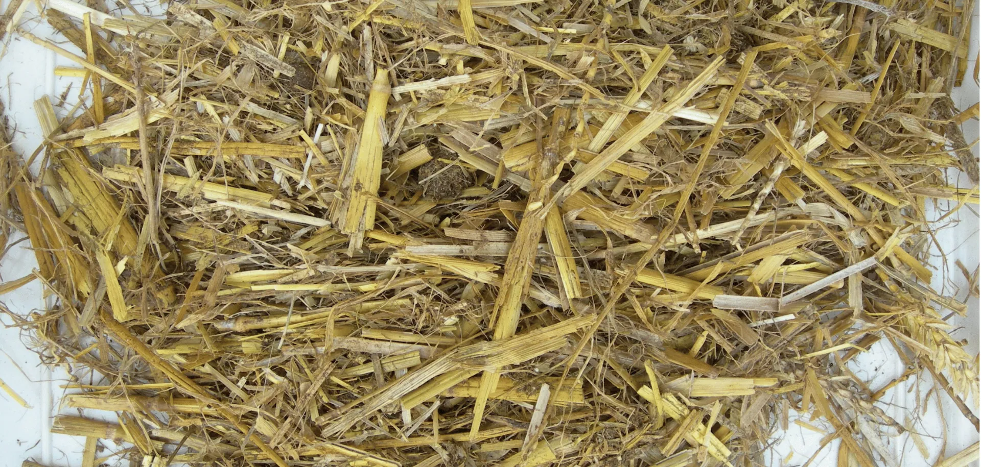 Prima fase di Humificazione
