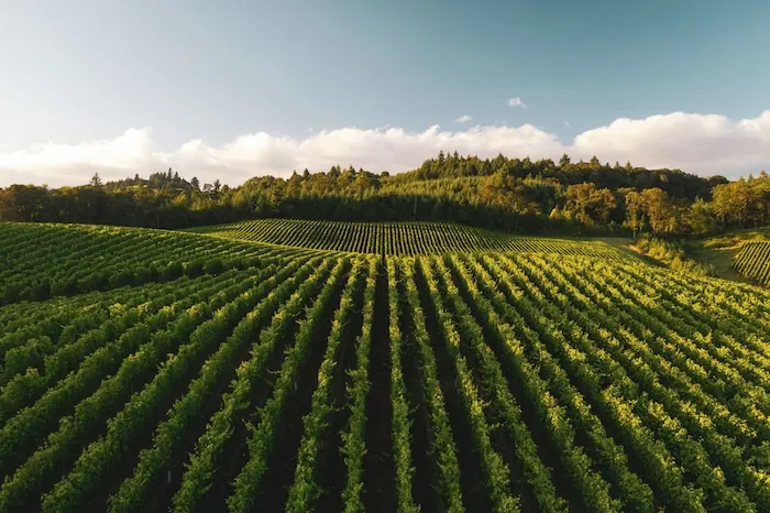 Immagine decorativa con: viti e paesaggio