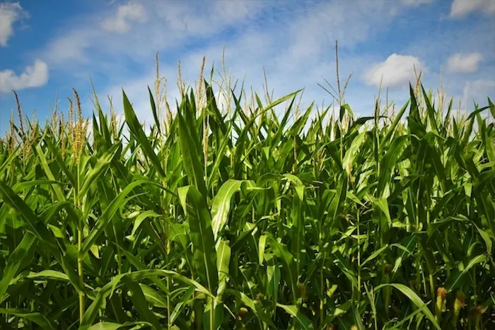 Immagine decorativa con: campo di grano
