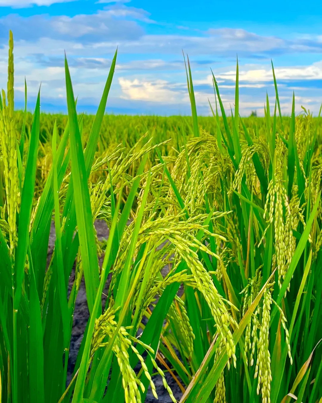 Immagine decorativa con: campo di riso