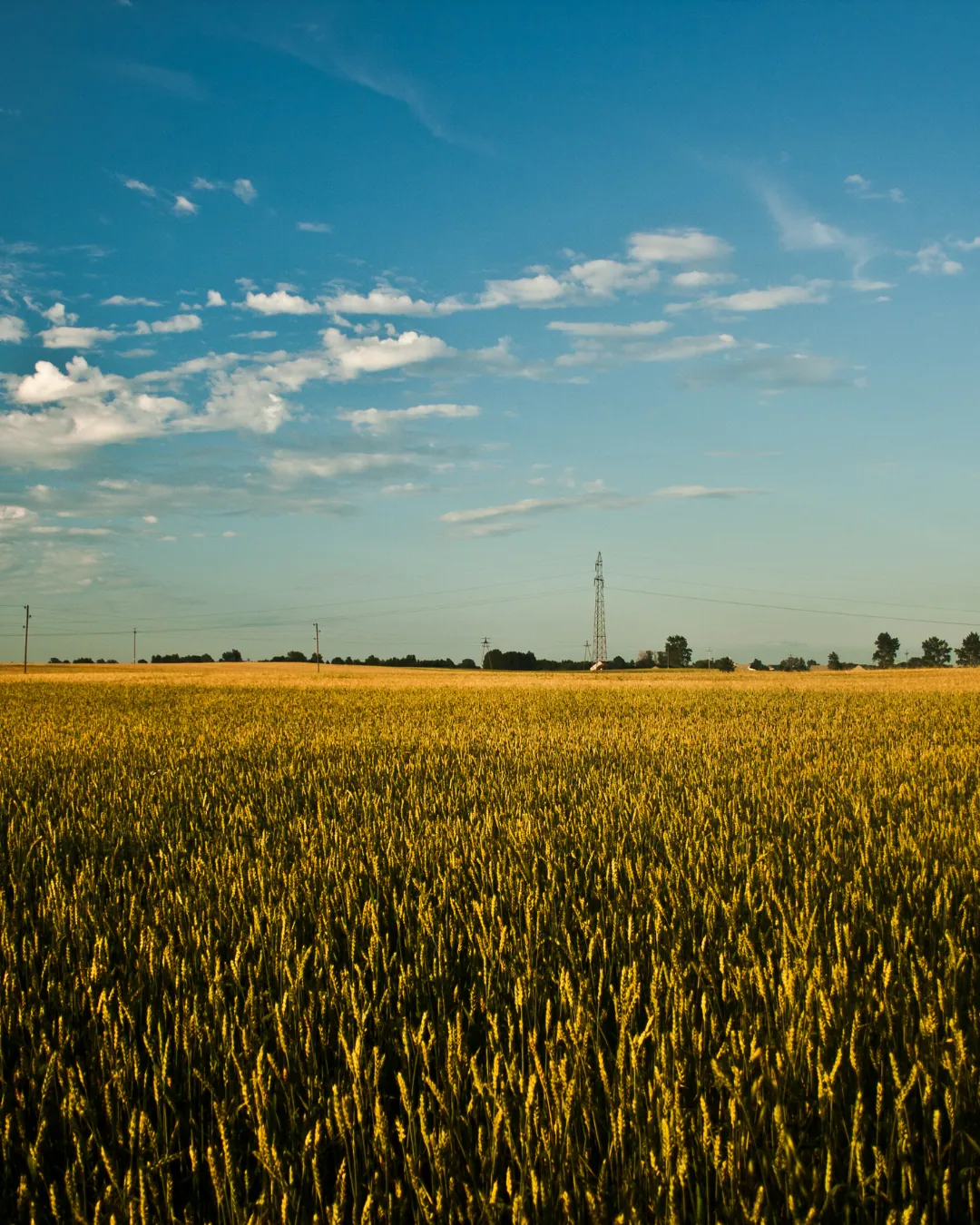 Immagine decorativa con: campo di grano