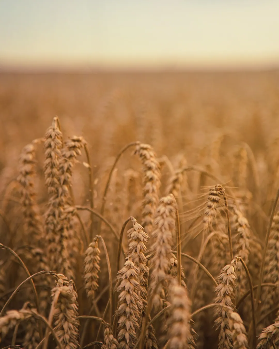Immagine decorativa con: grano