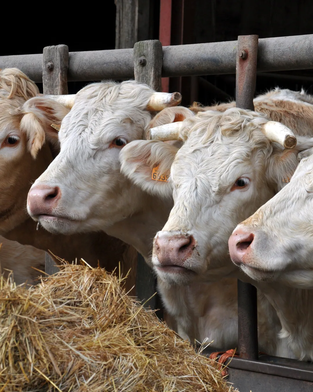 Immagine decorativa di bovini con: bovini da carne